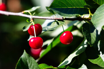Sour cherry and cherries. Fruit and vegetables. Plant and plants.