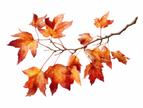 Autumn maple branch with vibrant orange and red leaves isolated on transparent background