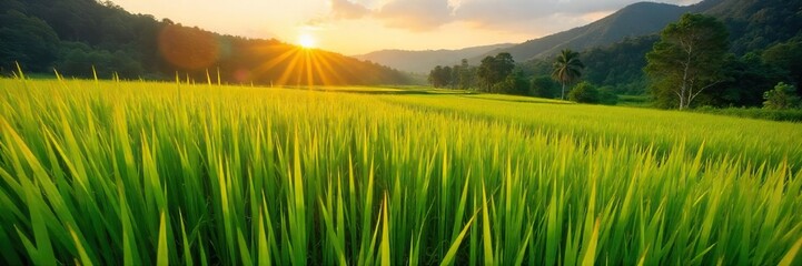 Fototapeta premium Golden Hour in Balis Rice Paddies Lush Green Stalks Heavy with Ripe Grain, Ready for Harvest, Traditional Farming Methods