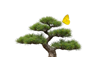 Bonsai Tree With Yellow Butterfly