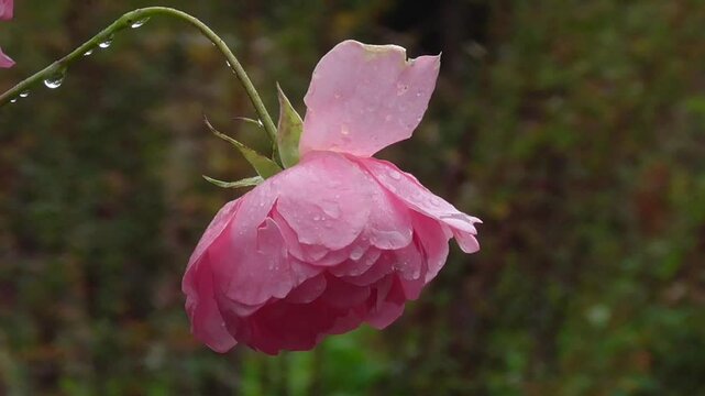 Pink Rose in Heavy Rain