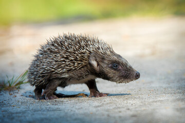 In the summer in the forest a small hedgehog runs across a path.