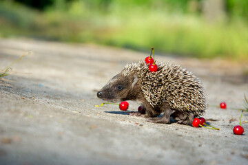 In the summer in the forest a small hedgehog runs across a path.