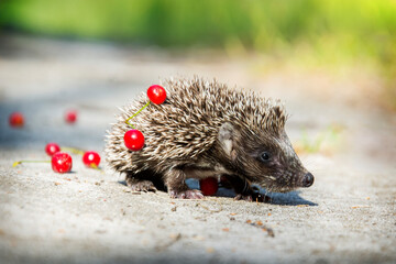 In the summer in the forest a small hedgehog runs across a path.