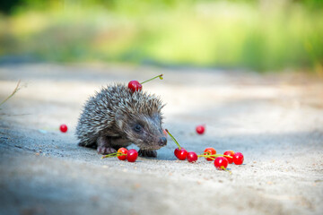 In the summer in the forest a small hedgehog runs across a path.