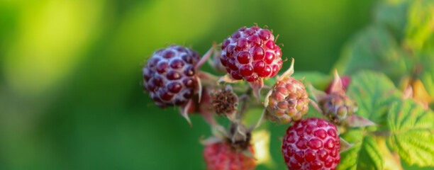 A close-up shot features several ripe and unripe raspberries on a branch against a blurred green...