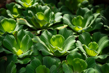 Obraz premium Close up photo of Water Lettuce suitable for background