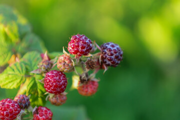 A close-up reveals a variety of ripe and unripe raspberries on a branch, surrounded by a blurred...