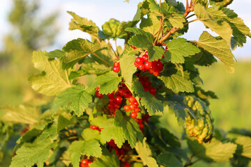 Bunches of bright ripe berries hang on a branch of a red currant bush, surrounded by green leaves....
