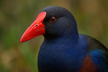 Portrait of a striking blue bird with a vivid red beak, set against a blurred green backdrop