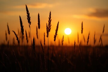 Fototapeta premium A Field of Wheat Under the Golden Glow of the Setting Sun
