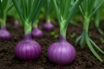 Freshly harvested purple onions in a lush green field, ready for the next stage of culinary creation