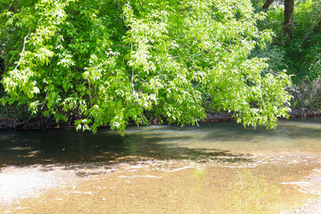 Branches with vibrant foliage hang over the calm river, creating a picturesque cover. The clear...