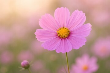 Obraz premium A solitary pink cosmos in full bloom stands out against a softly blurred backdrop of delicate purple flowers, capturing the serene beauty of nature's simplicity