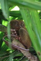Philippine Tarsier in Bohol – One of the World’s Smallest Primates
