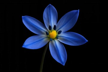 Fototapeta premium A Lone Flower Against a Black Canvas