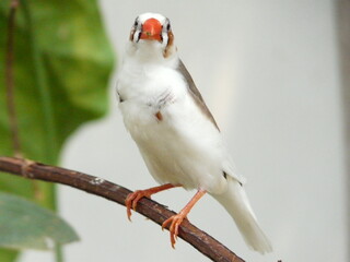 white bird on a branch