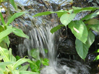 waterfall in the forest