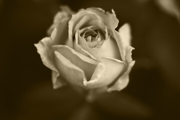 Rose in der Mitte schwarz weiß monochrom mit Platz für Text