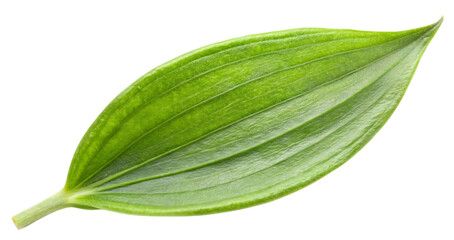 Obraz premium Single vibrant green leaf isolated black background