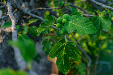 Close-up of small, green, unripe figs growing on a tree branch, surrounded by large, textured leaves with a soft, natural light in the background.
