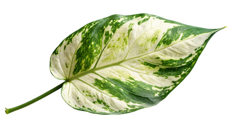 Obraz premium Single variegated philodendron leaf black background