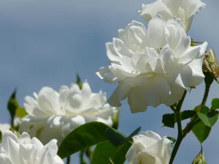 Fototapete Rund white flowers on blue sky © Abbey