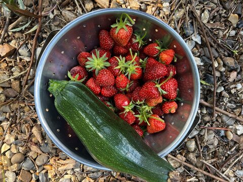 Close up of delicious ripe Strawberry and zucchini courgette the fruit and vegetable in metal bowl on garden gravel path ground harvest allotment fruit raised bed in Summer day light flat lay view 