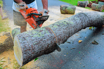 Woodworker uses chainsaw to slice through large log on driveway surrounded by cut tree pieces under after hurricane