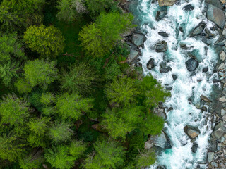 Aerial view of a glacier river winding through dense pine forest in the Italian Alps, showcasing...
