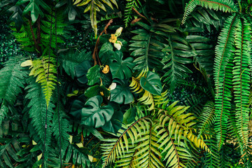 Close up group of background tropical green leaves texture and abstract background. Tropical leaf...