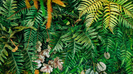 Close up group of background tropical green leaves texture and abstract background. Tropical leaf nature concept.
