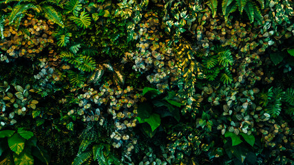 Fototapeta premium Close up group of background tropical green leaves texture and abstract background. Tropical leaf nature concept.