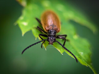 Firefly beetle