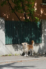 Dog barking, upset for having been left to wait bound next to a fence