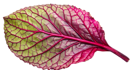 Vivid red veined leaf close up macro shot