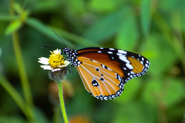 butterfly on flower