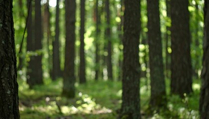 Fototapeta premium Lush forest scene