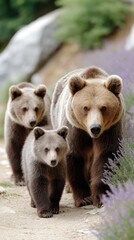 Obraz premium Mother bear and her two cubs walk gracefully along an alpine hillside, surrounded by blooming purple heather in a serene setting