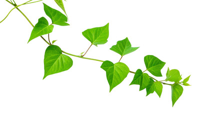 Vibrant green vine with lush leaves isolated against a black backdrop.