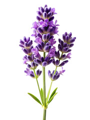 Obraz premium lavender flower isolated on white background,png,ai generated.