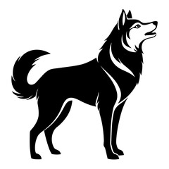 black and white dog