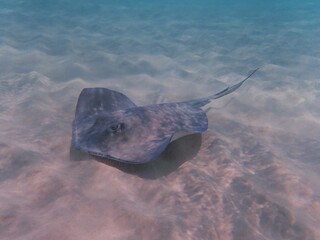 stingray in the ocean