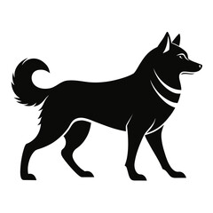 black and white dog