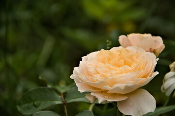 Pale yellow garden rose in soft light