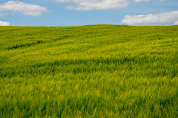 Bright green barley waves gently in the breeze, set against a vibrant blue sky with fluffy white clouds on a sunny day