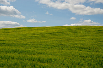 A lush barley field stretches across the landscape, illuminated by sunlight with a clear blue sky and scattered clouds above