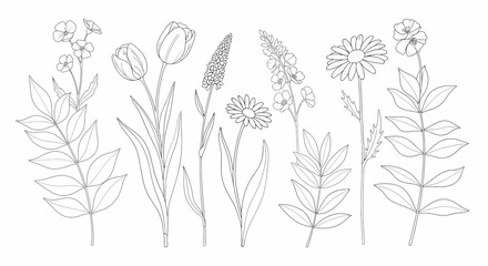 Botanical Line Art Assorted Flowers and Foliage with Delicate Outlines.