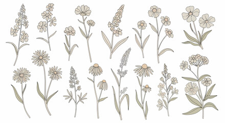 Delicate Botanical Illustration Assorted Wildflowers with Soft Earth Tones.