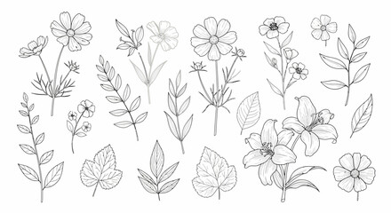 Delicate floral line art featuring cosmos lilies and various leaves in a botanical illustration.